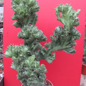 Euphorbia   lactea  cristata