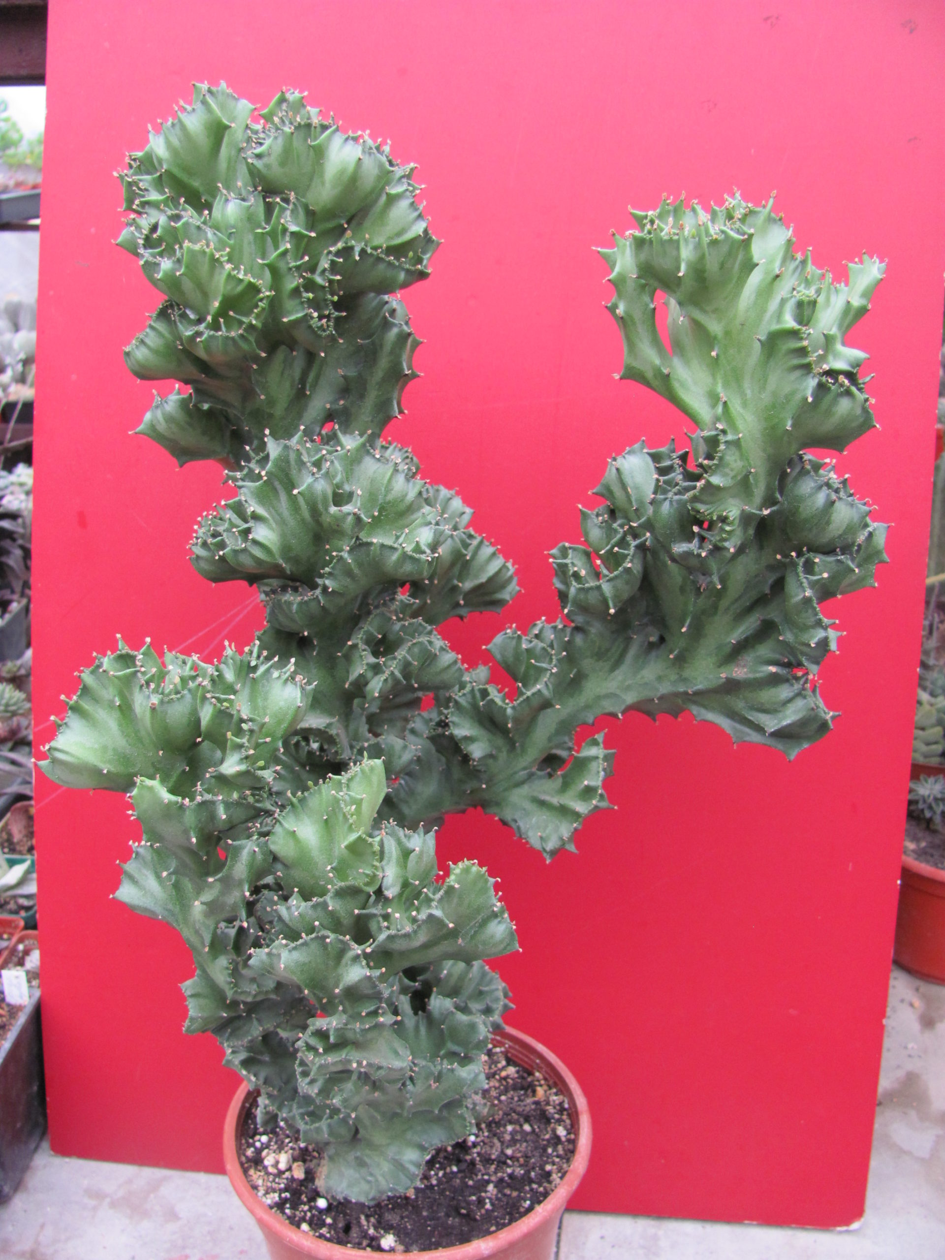 Euphorbia   lactea  cristata