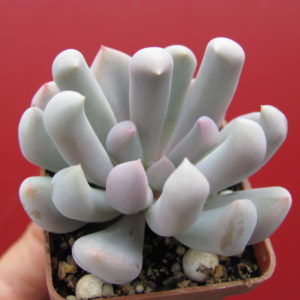 Echeveria  Cupid