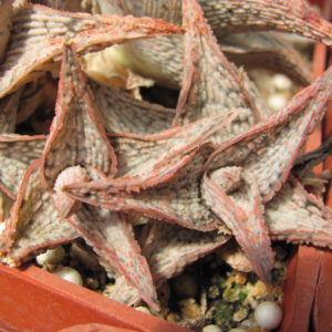 Aloe   hybr.    *White*    ( hybrid Lipskiy )