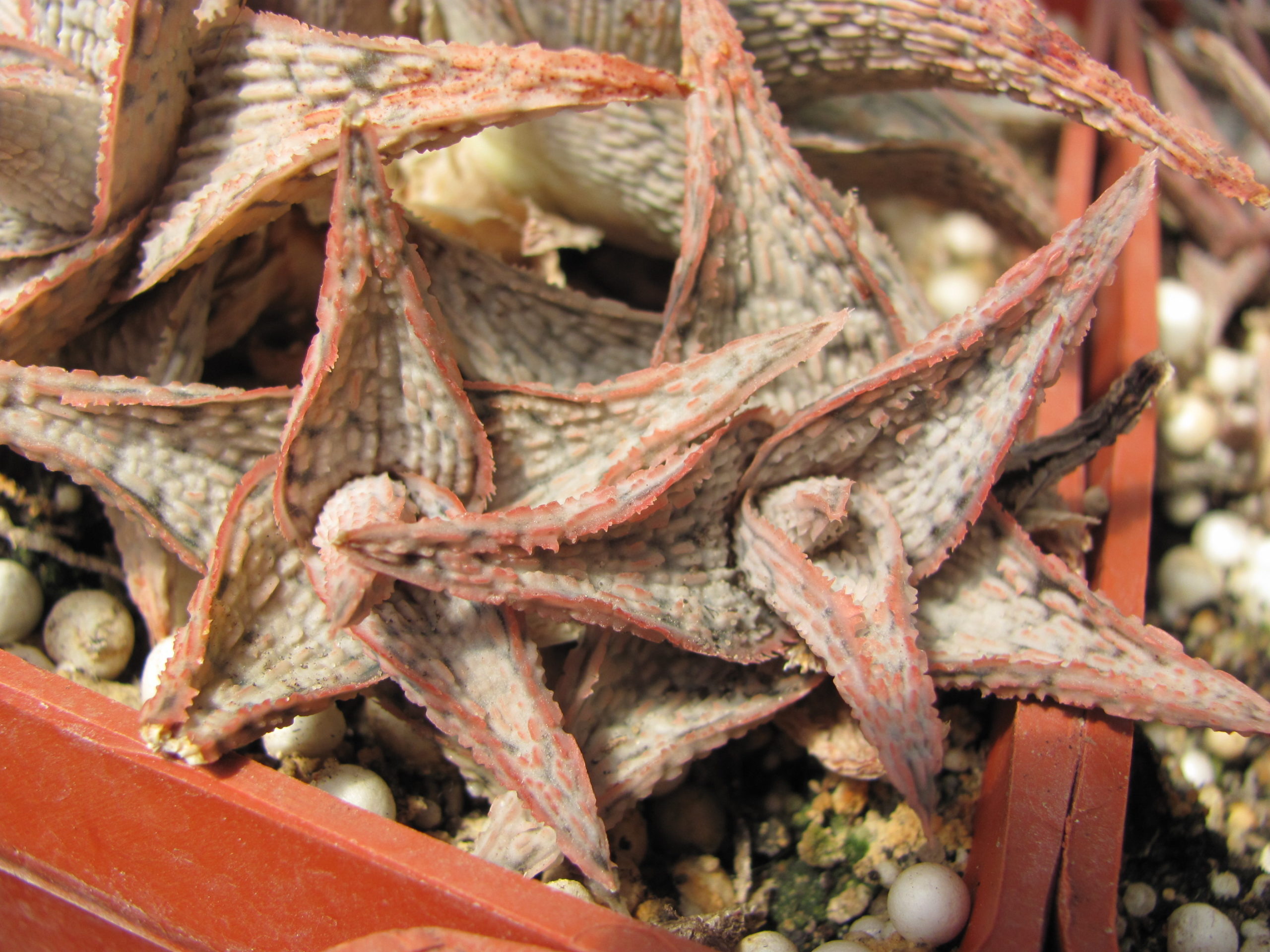 Aloe   hybr.    *White*    ( hybrid Lipskiy )