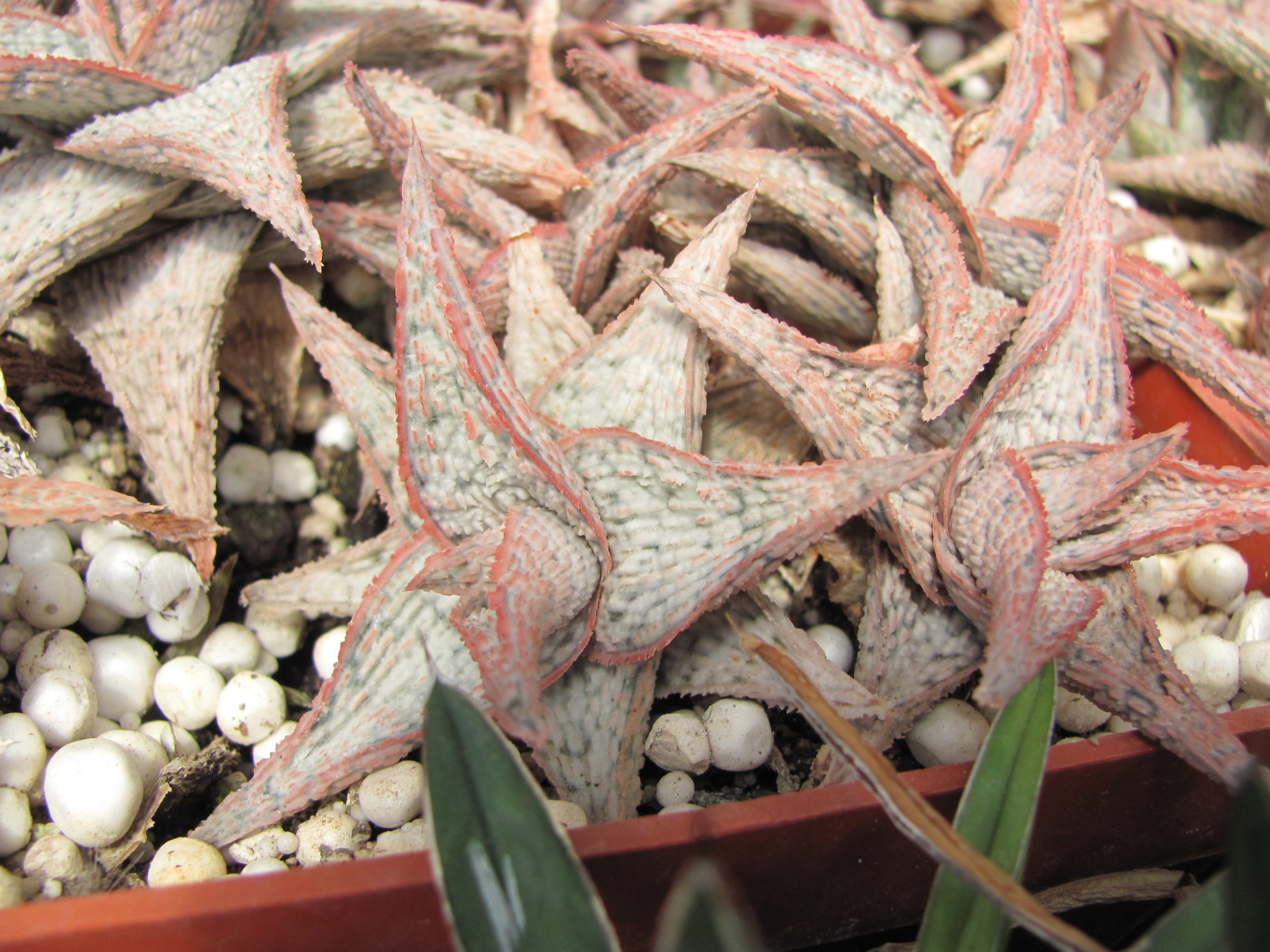 Aloe hybr. * White* ( hybrid Lipskiy )