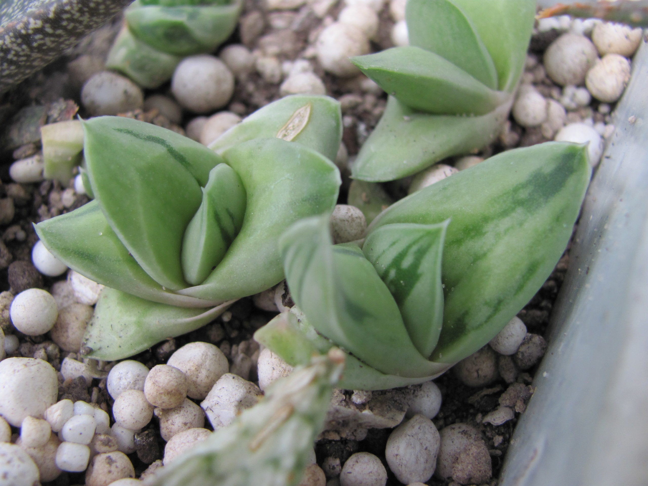 Gasteria Green Ise