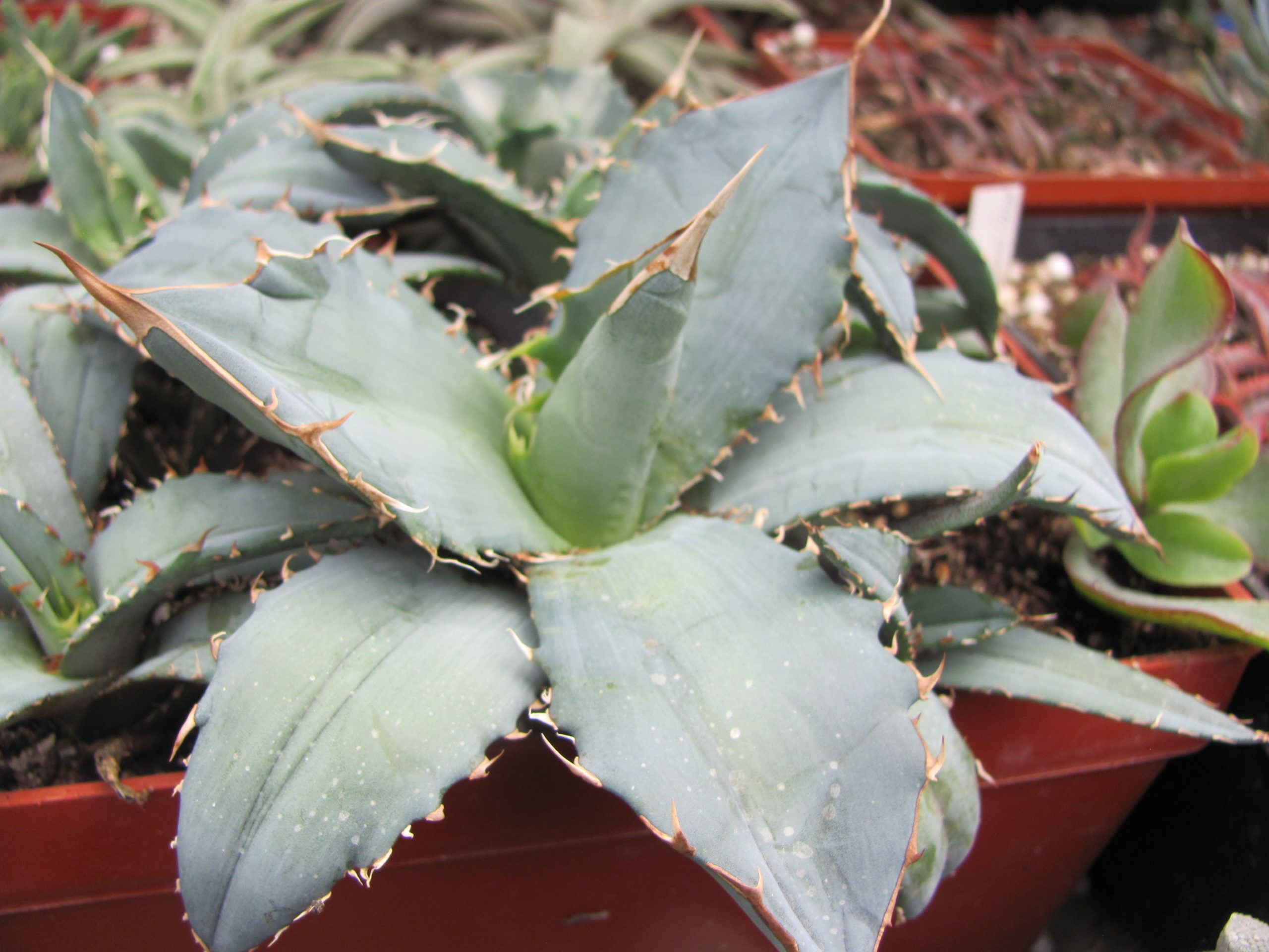 Agava titanota Blue