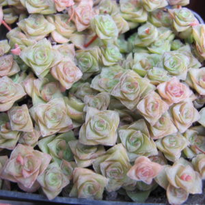 Crassula   socialis