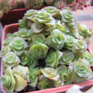 Crassula  socialis