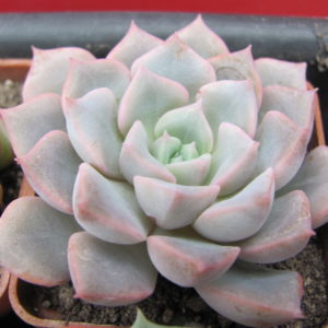 Echeveria    hybr.       #29
