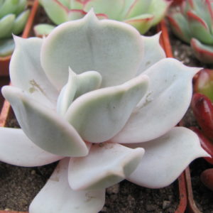 Echeveria   lilacina