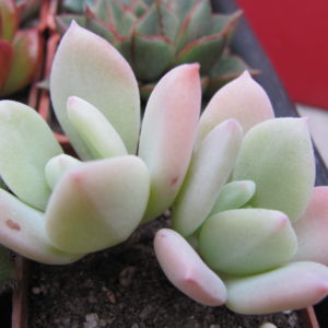 Echeveria   pulvinata  hybr.
