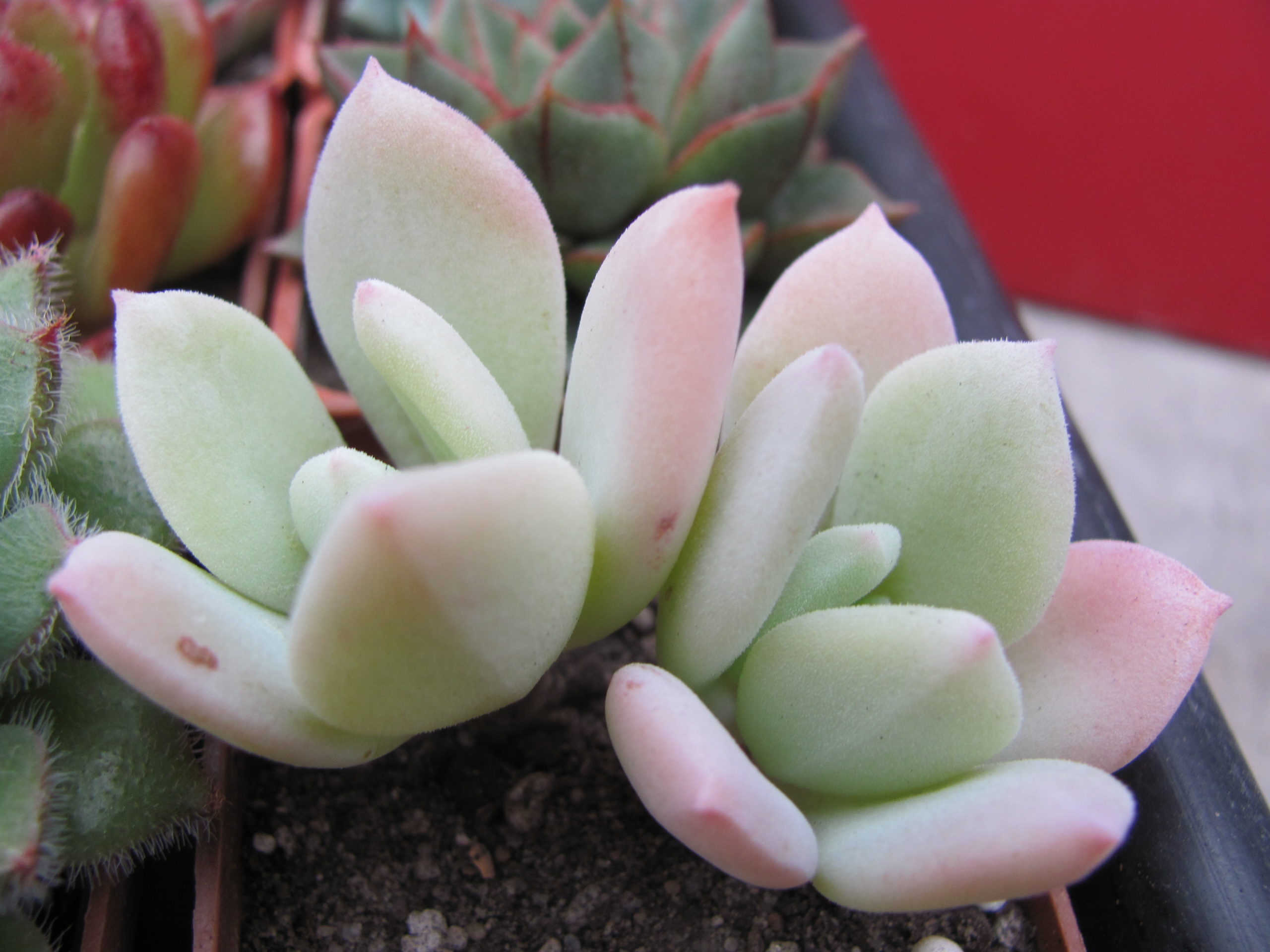Echeveria   pulvinata  hybr.
