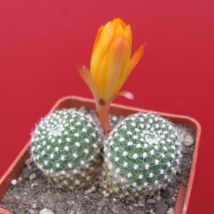 Rebutia  krainziana  aureiflora