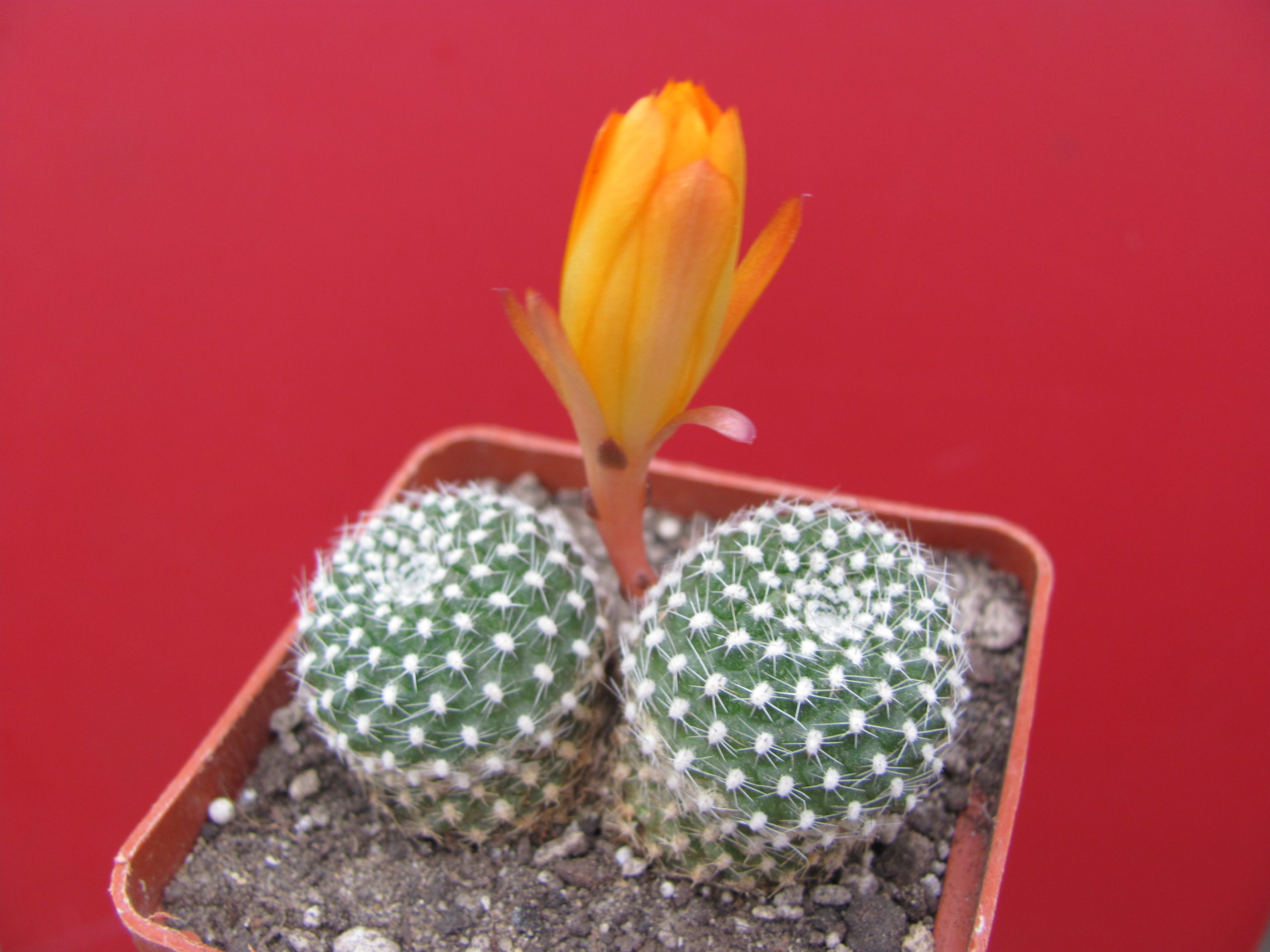 Rebutia krainziana aureiflora