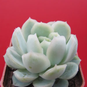 Echeveria  Snow  Ball