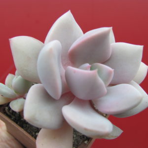 Echeveria  Debbie