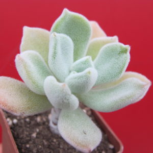 Echeveria  Frosty