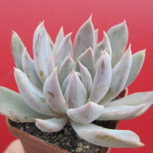 Echeveria  craigiana   Chihuahua