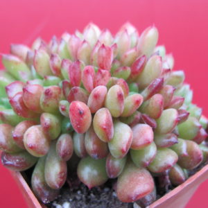 Echeveria  Fantasia Carol   cristata
