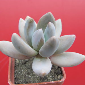 Pachyveria  fittkaui