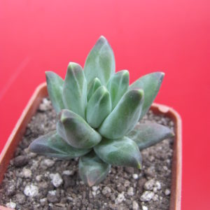 Pachyphytum   compactum  *Purple  Diamond*
