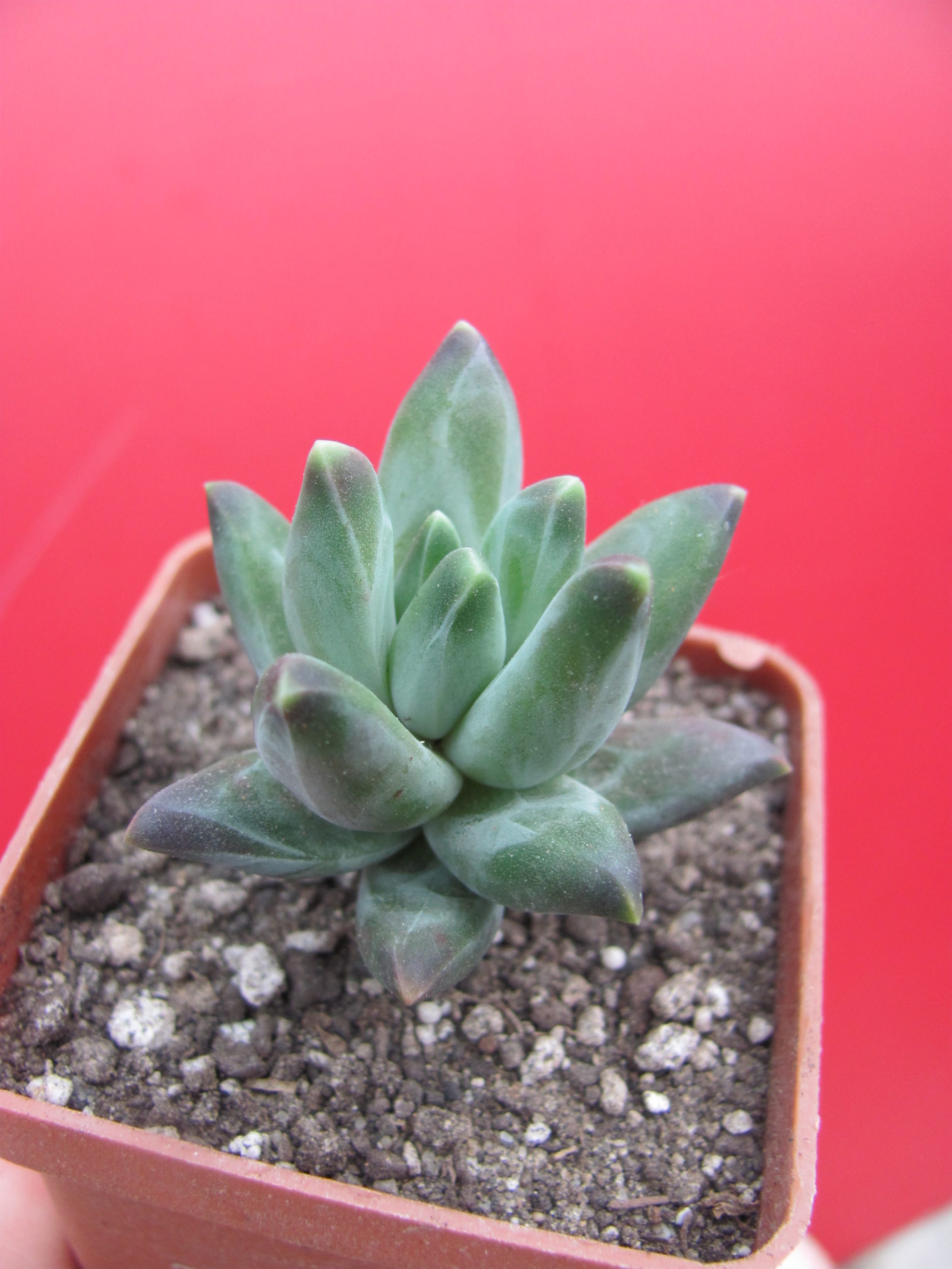 Pachyphytum compactum *Purple Diamond*