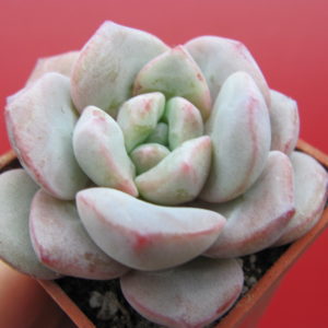 Echeveria     *Jelly Jem*  hybr.