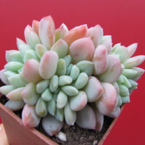 Echeveria   glauca  cristata