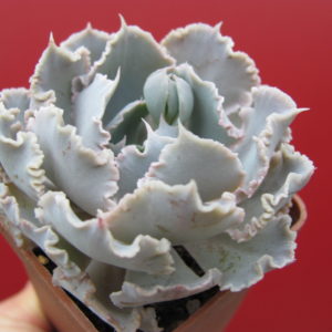 Echeveria   Curly  Pearl