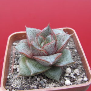 Echeveria   purpusorum  *White  form*