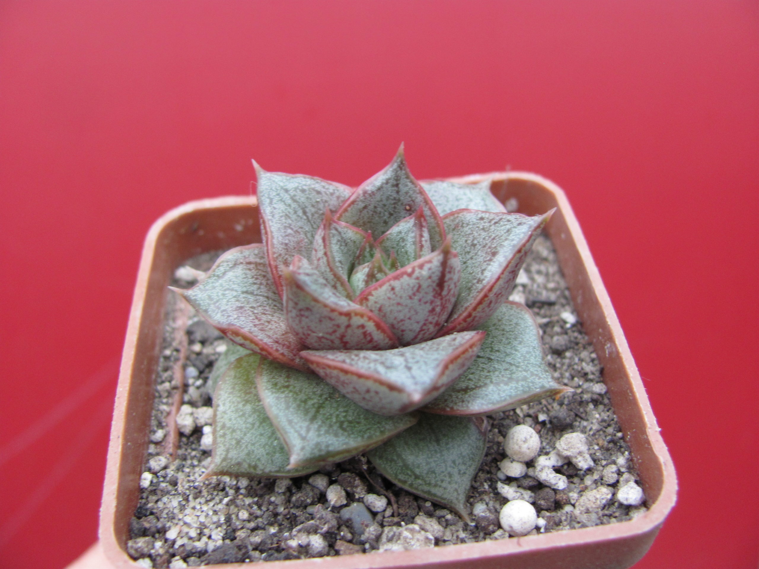 Echeveria   purpusorum  *White  form*