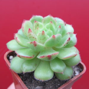 Echeveria  Derosa