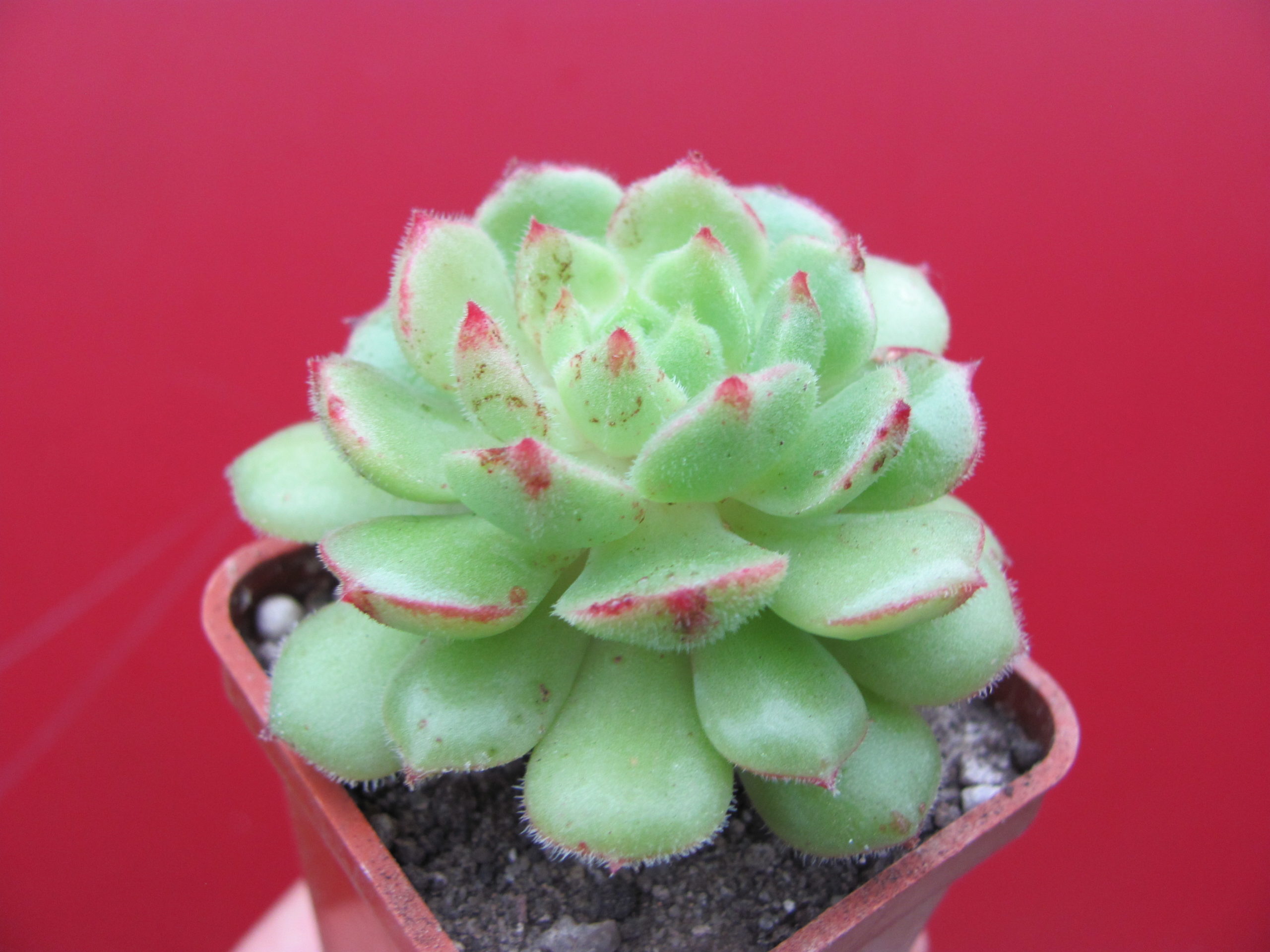 Echeveria Derosa
