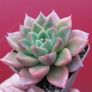 Echeveria   hybr.