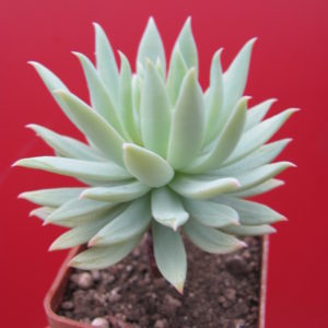 Dudleya   farinosa