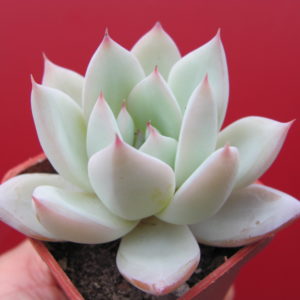 Echeveria   Beatrice