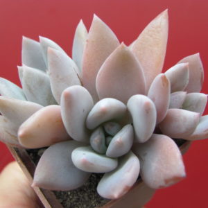 Echeveria   Brumes