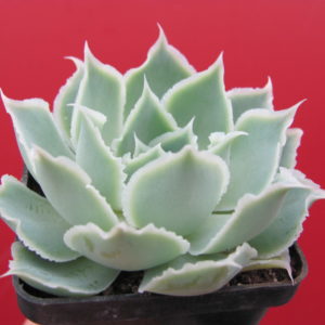 Echeveria   Laguna  Sanchez
