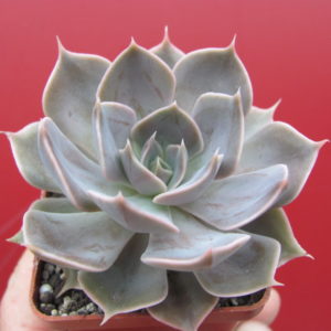 Echeveria   Linda  Jane