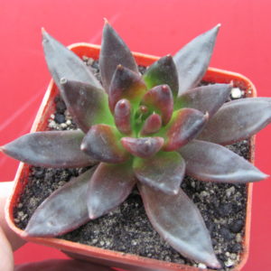 Echeveria  Black  Prince