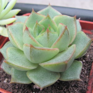 Echeveria     Fabiola