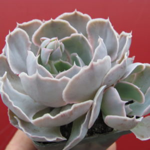 Echeveria   shaviana