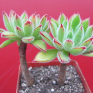 Echeveria   Set Oliver   2 разом