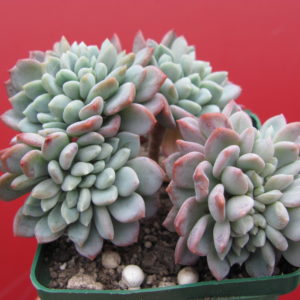 Echeveria  glauca  cristata
