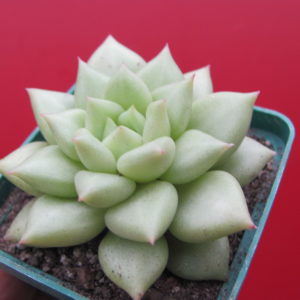 Echeveria  Van Keppel