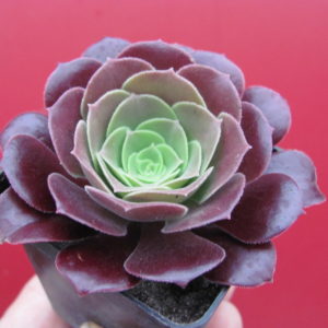 Aeonium  Velour