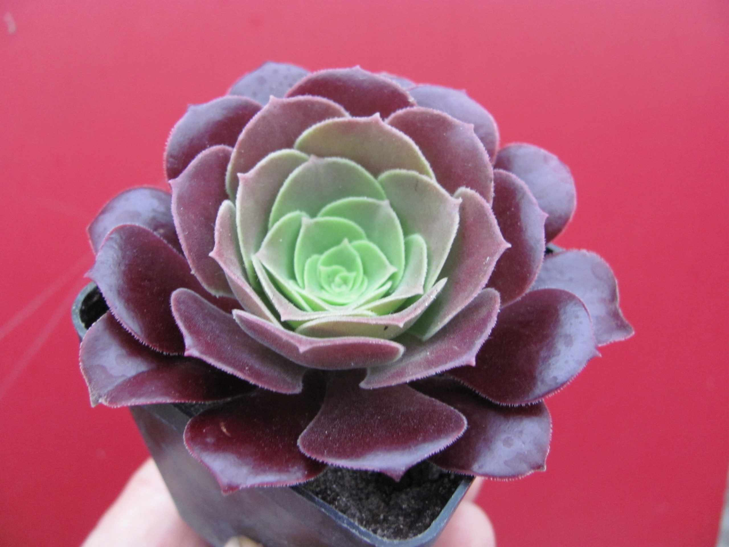 Aeonium  Velour