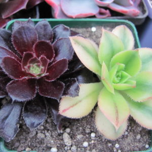 Aeonium       2 разом
