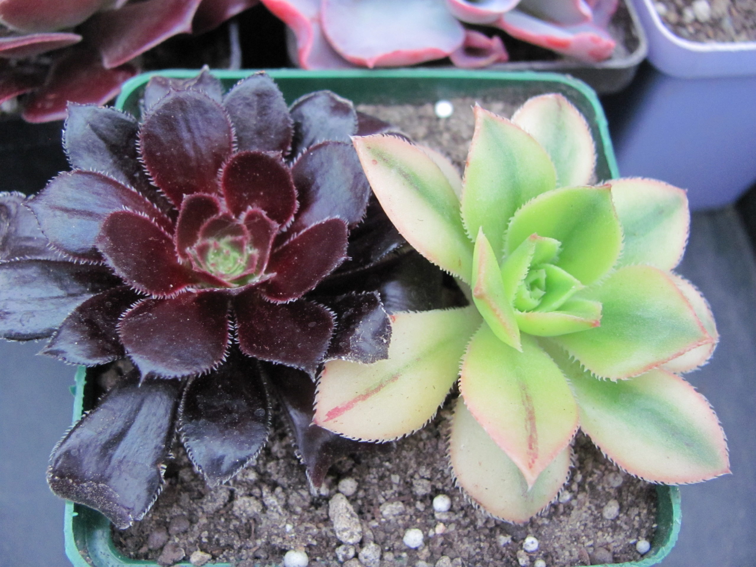 Aeonium       2 разом