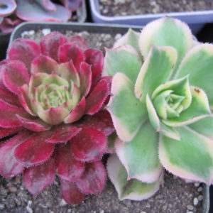 Aeonium  Mardi Gras     +   Sunburst variegata   2 разом