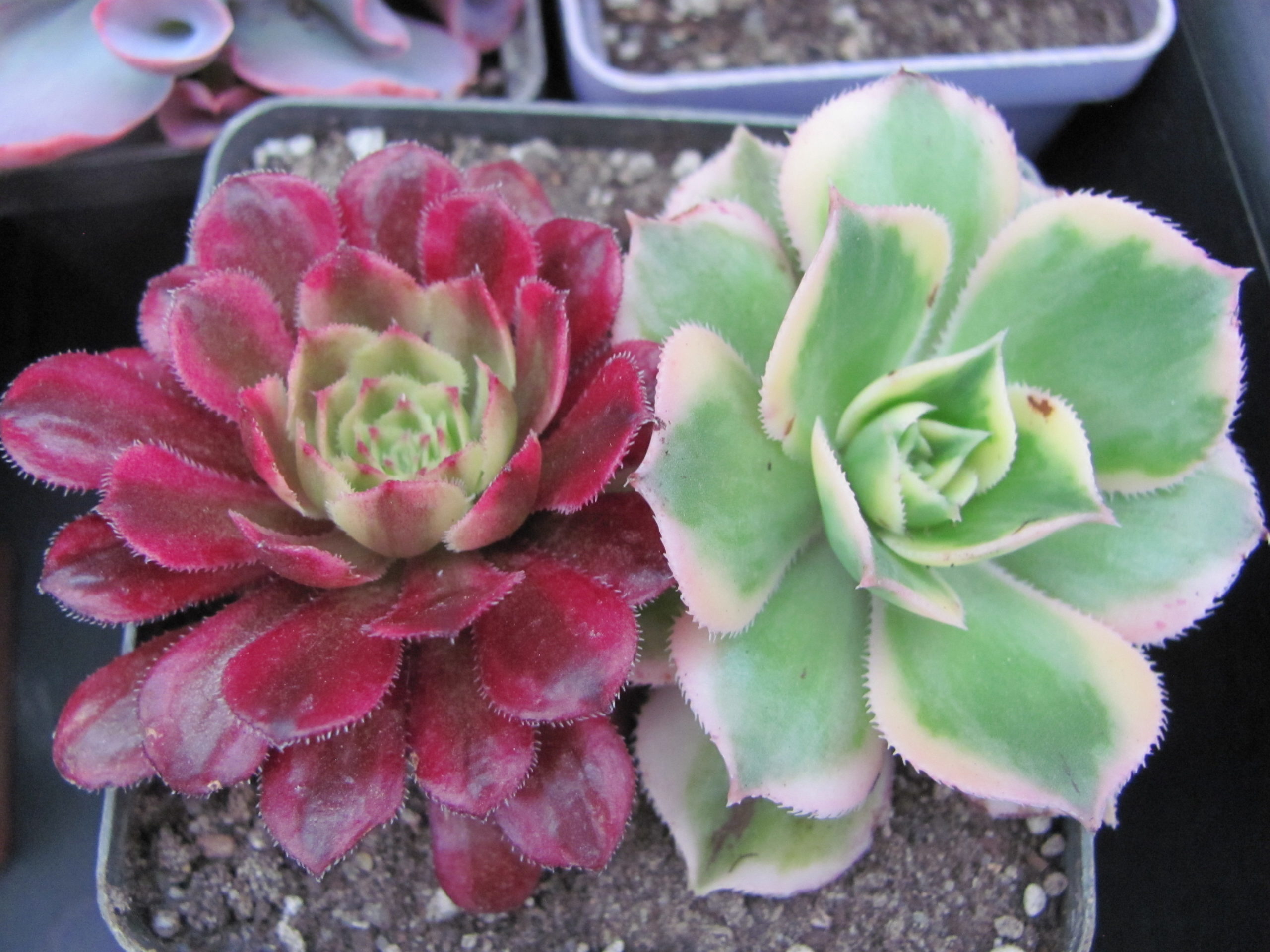 Aeonium  Mardi Gras     +   Sunburst variegata   2 разом