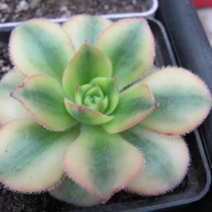 Aeonium  Florescens   variegata
